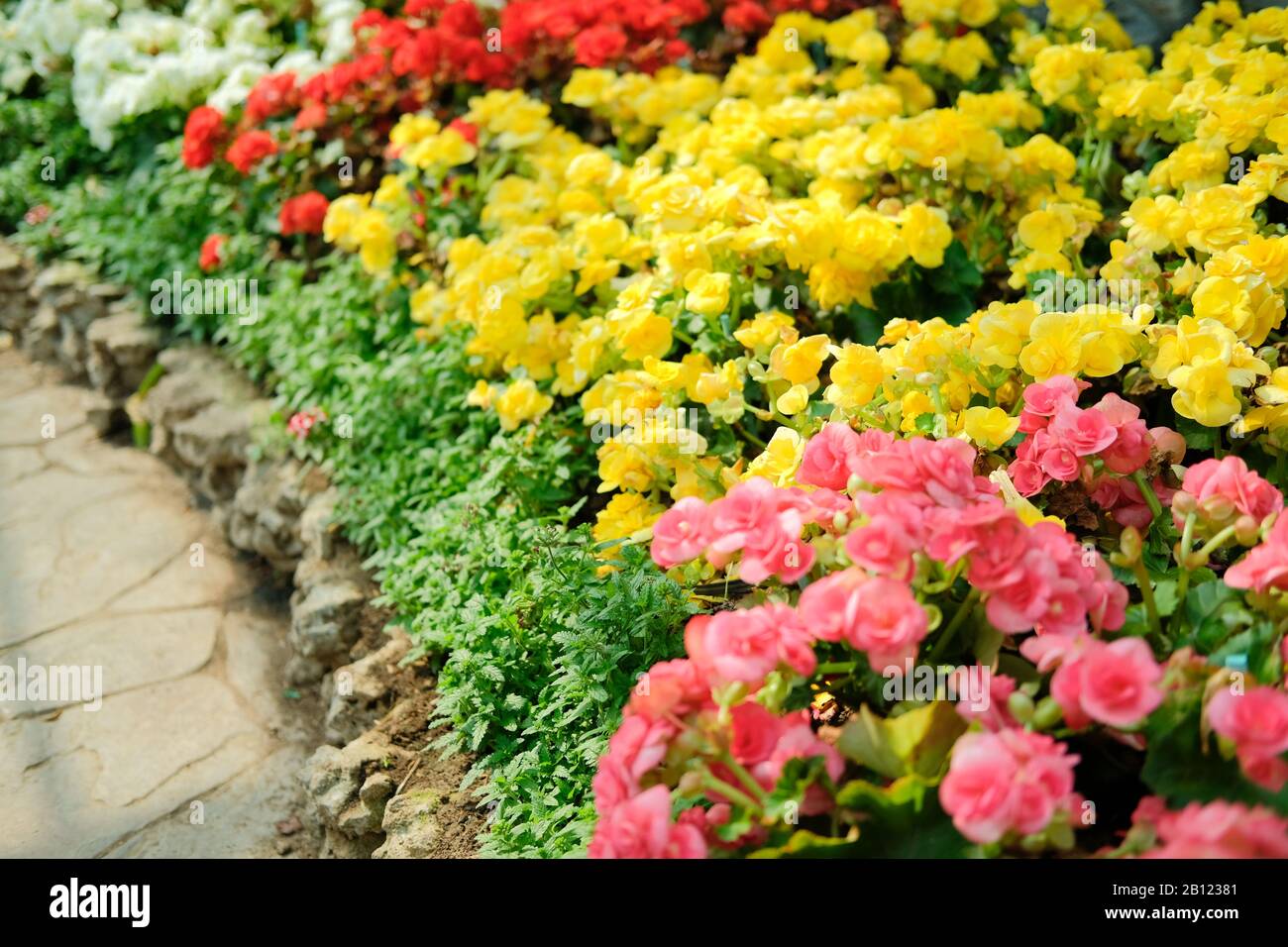 fleurs multicolores en fleurs de begonia semperflorens croissant dans le jardin de fleurs Banque D'Images