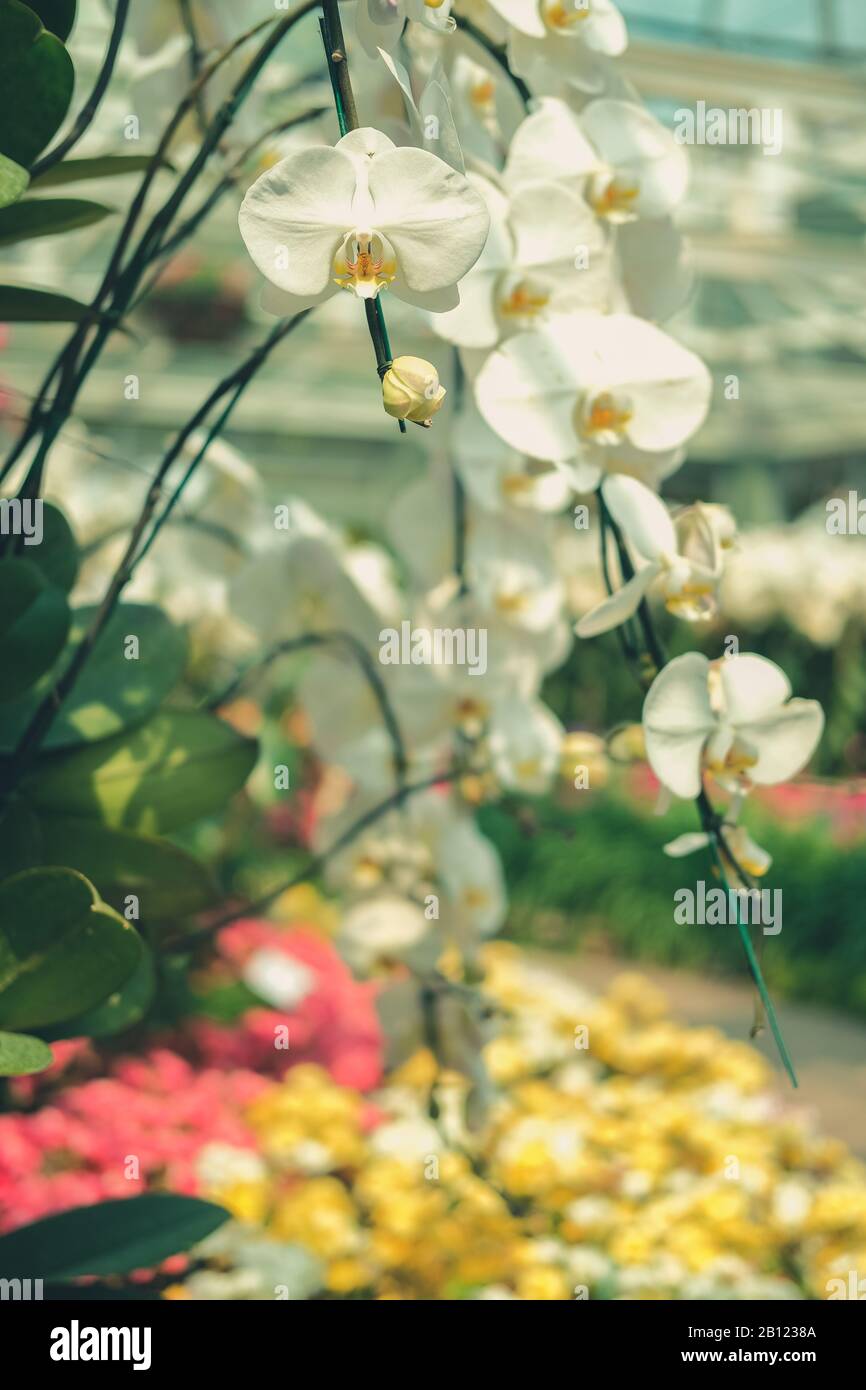 Orchidée phalaenopsis fleur fleur en jardin parc Banque D'Images