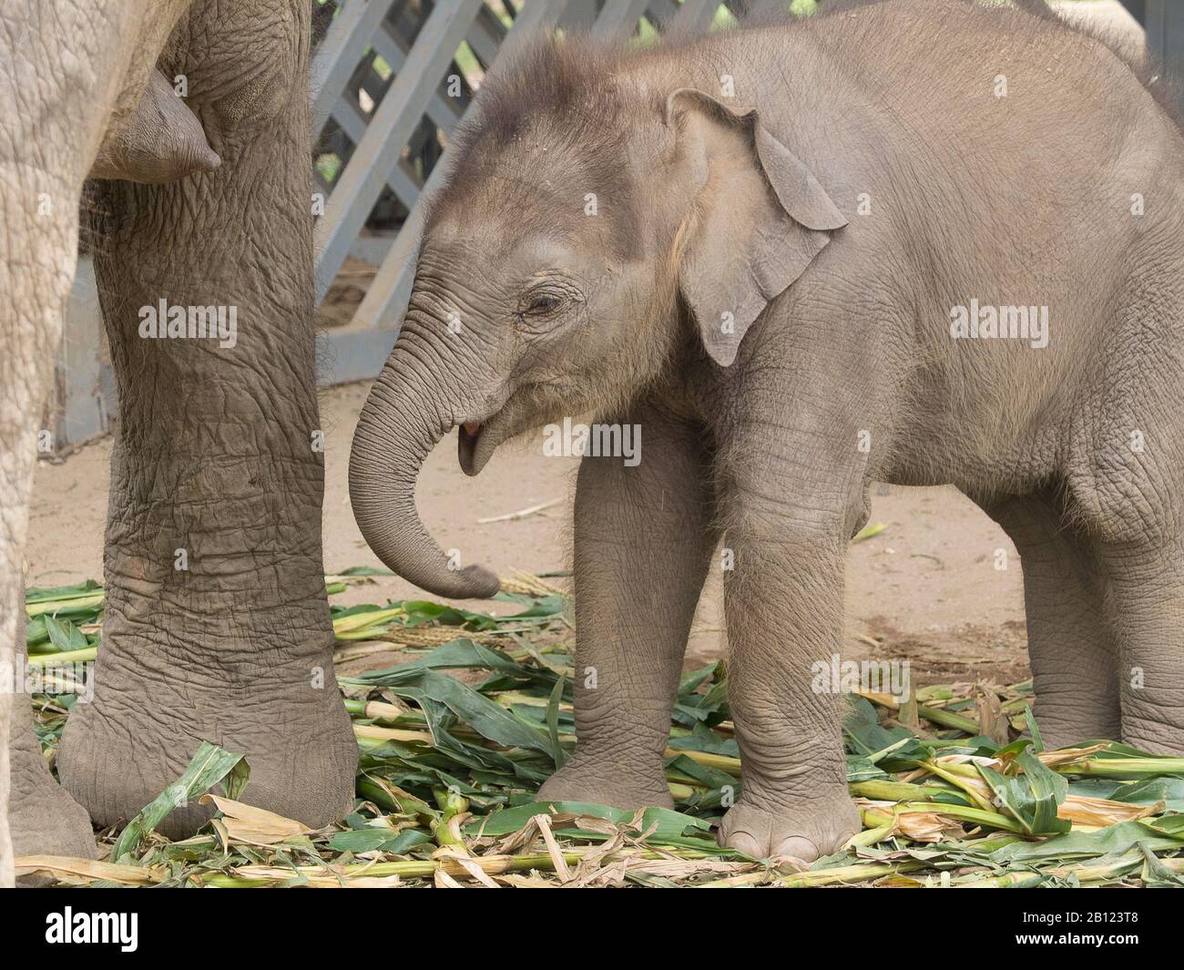 Parc Naturel De L'Éléphant, Chiang Mai, Thaïlande Banque D'Images