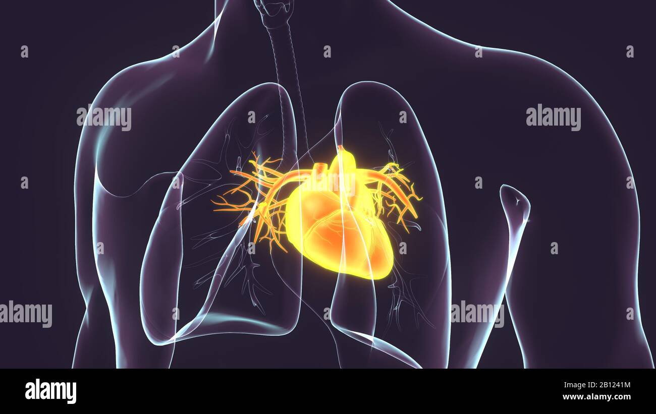 rendu 3d du système anatomique du cœur humain mâle Banque D'Images