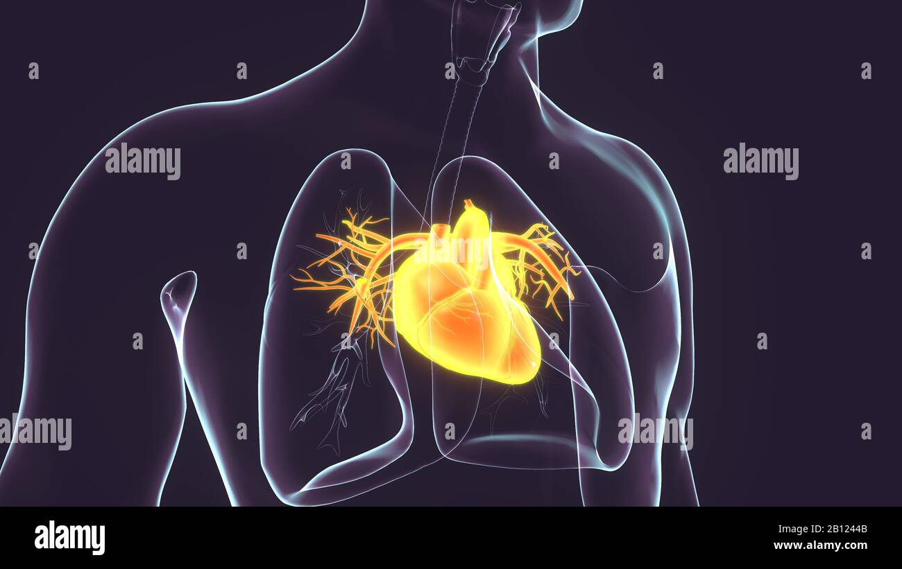 rendu 3d du système anatomique du cœur humain mâle Banque D'Images