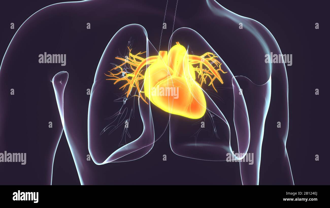 rendu 3d du système anatomique du cœur humain mâle Banque D'Images