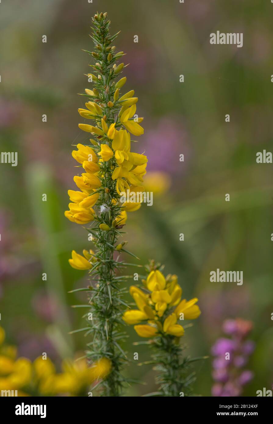 Gorse de l'Ouest, Ulex gallii, en fleur à la fin de l'été sur la terre de bruyère. Banque D'Images