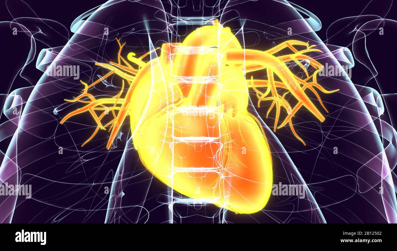 rendu 3d du système anatomique du cœur humain mâle Banque D'Images