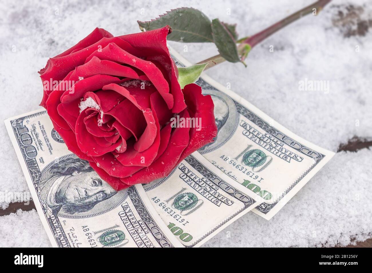 Une fleur rouge se trouve dans la neige sur le dessus de l'argent comme symbole de l'achat de l'amour Banque D'Images