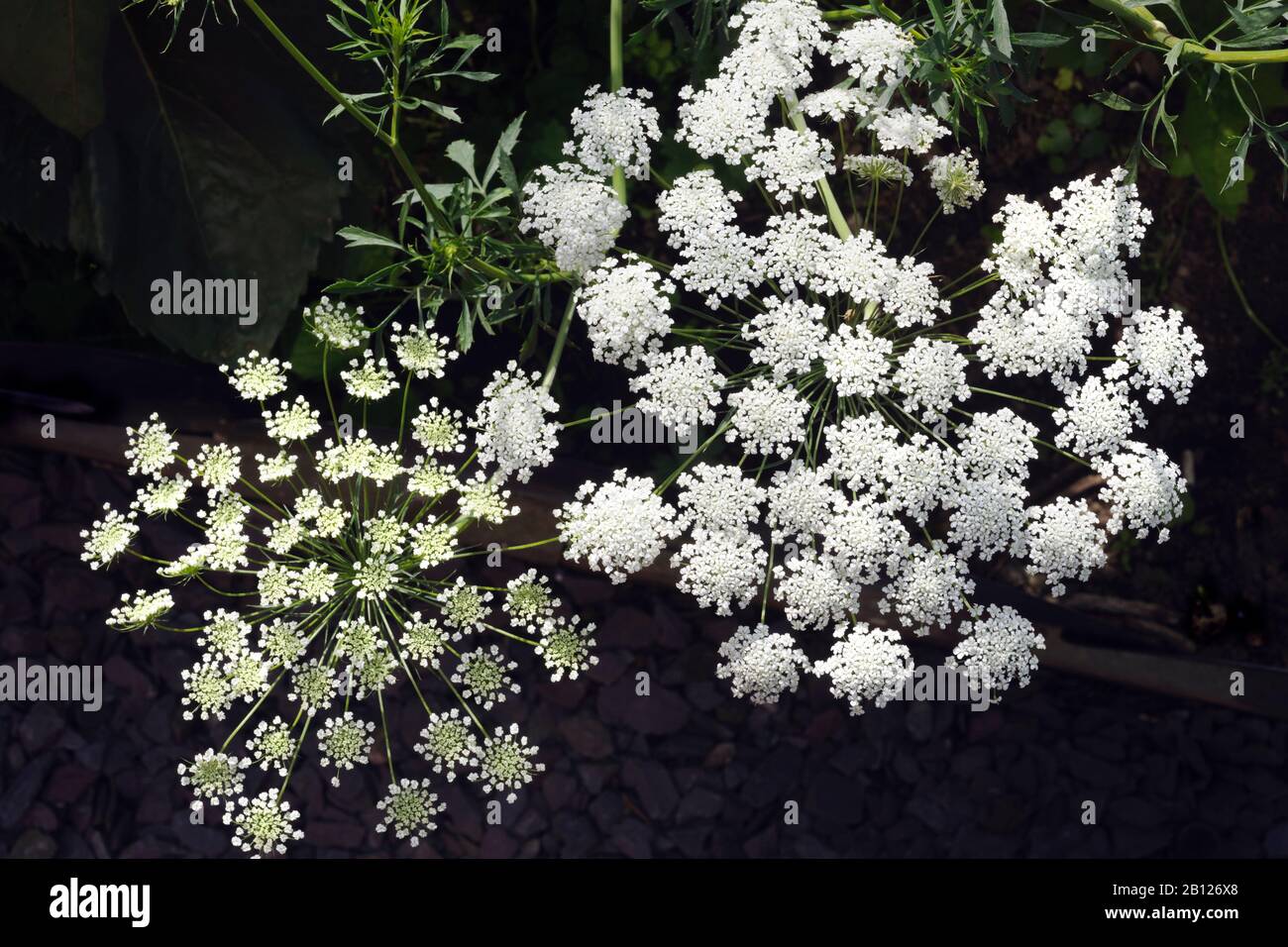 AMMI majus, Apiaceae, Bishop's Weed, fausse dentelle de la Reine Anne, Cultivée chaque année à partir de graines dans les jardins britanniques pour ses jolis grappes de fleurs blanches à dentelle. Banque D'Images