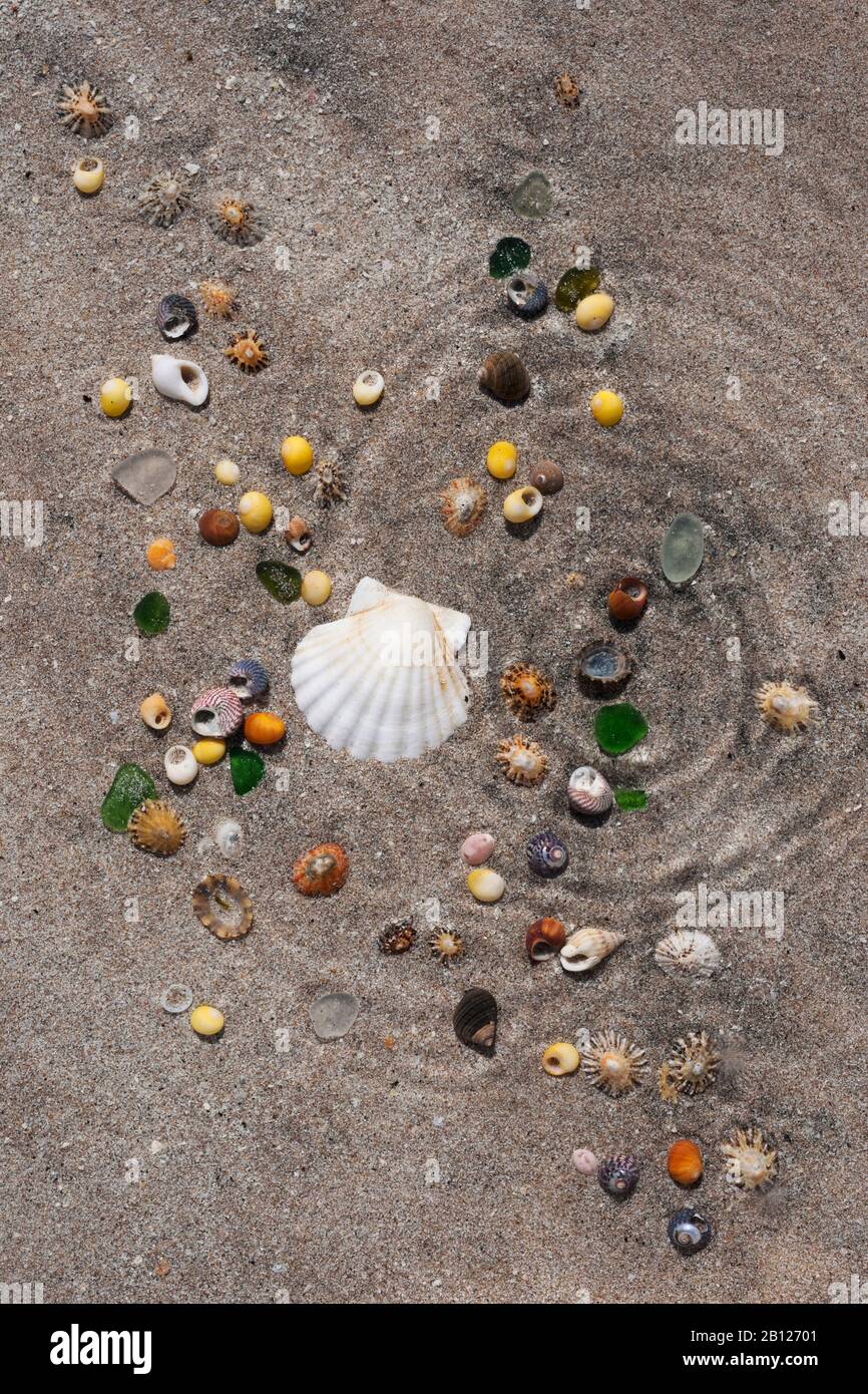 Coquillages de mer sur sable dans des eaux peu profondes, surface déformée par des ondulations concentiques. Demi-coquille de pétoncle, chevilles, coquilles supérieures, limettes et un peu de verre de mer Banque D'Images