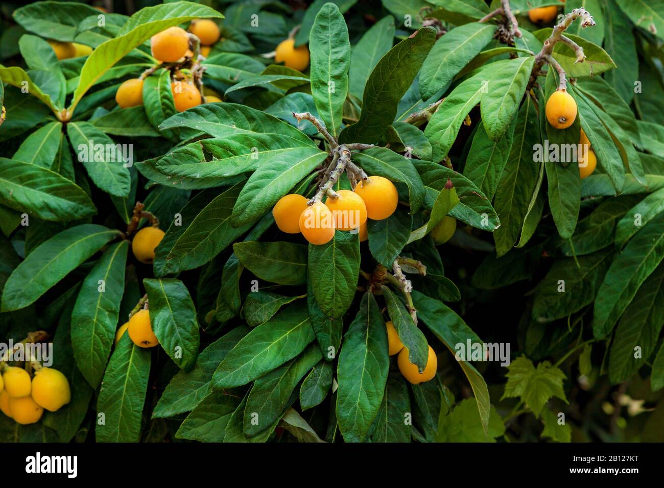 fruit orange avec des feuilles