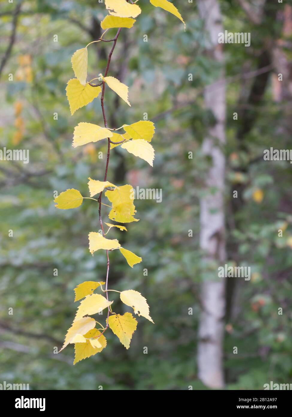 Branche avec feuilles jaunes d'un bouleau en automne Banque D'Images