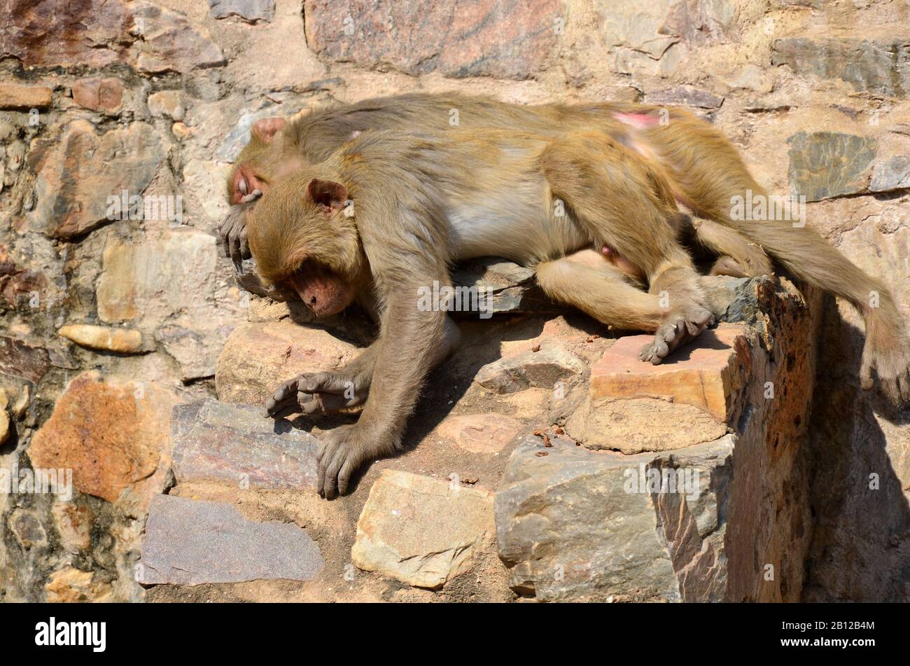 Singe dormant paisiblement pendant une chaude journée ensoleillée Banque D'Images