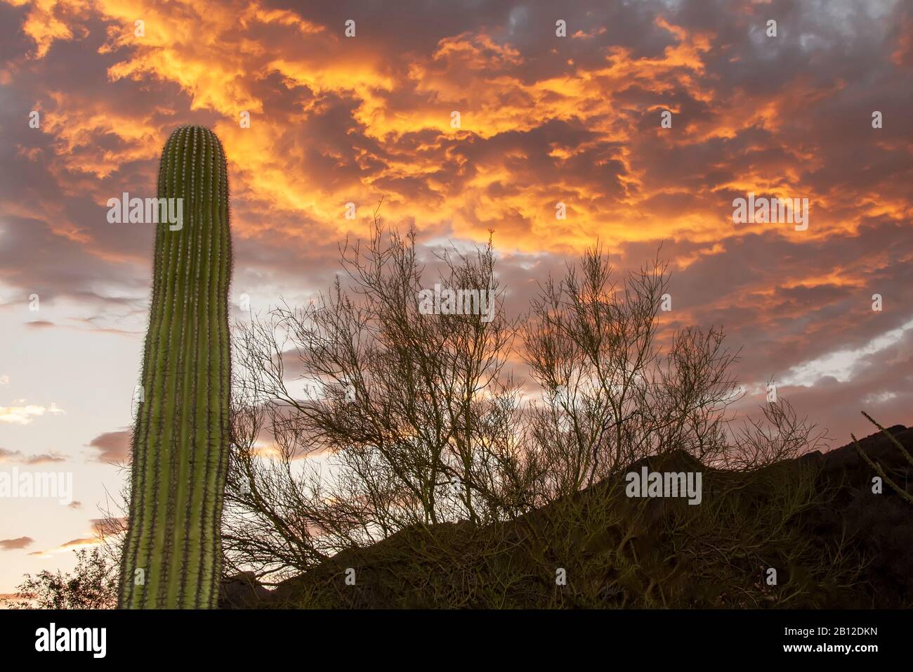 Lever Du Soleil Dans Le Désert.Tucson Arizona. Banque D'Images