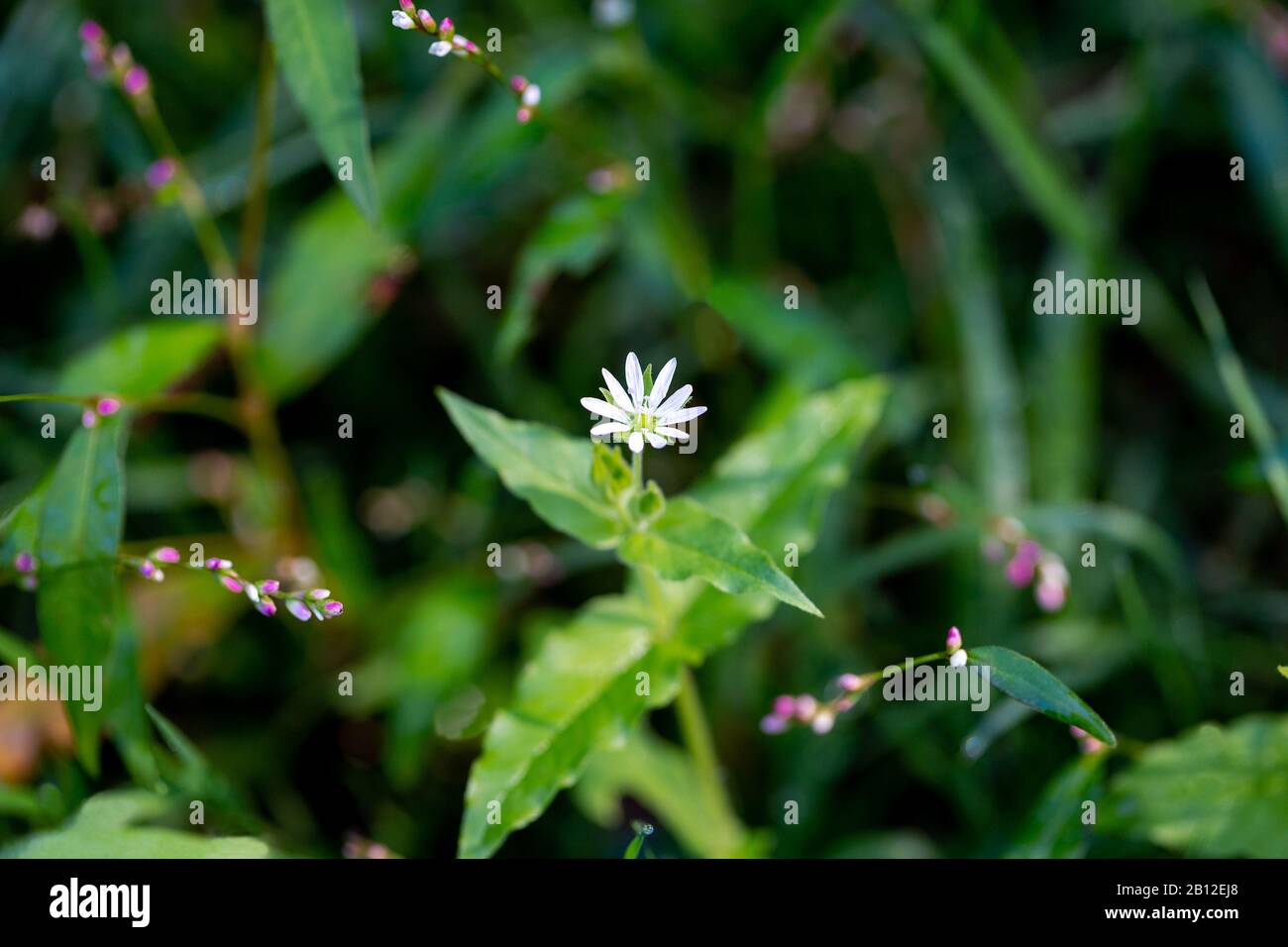 Stellaria media fleurs de mauvaises herbes chiches gros plan sur fond d'herbe verte floue, petites fleurs roses. Banque D'Images