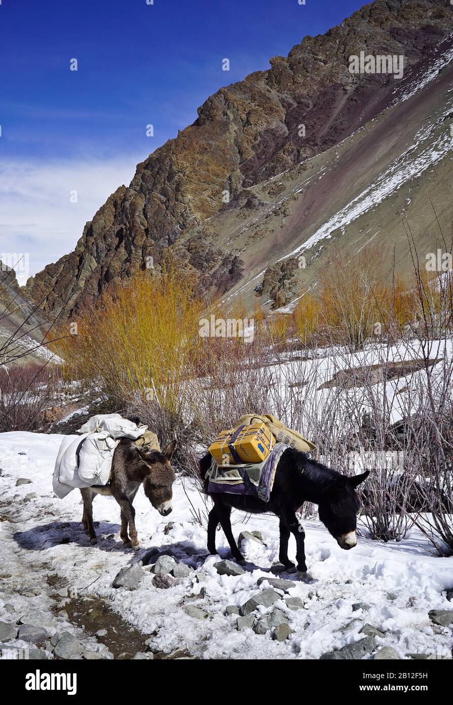 Les gens de la région transportant des fournitures au village de Rubak. Parc national de Hemis. Himalaya. Ladakh, Inde Banque D'Images