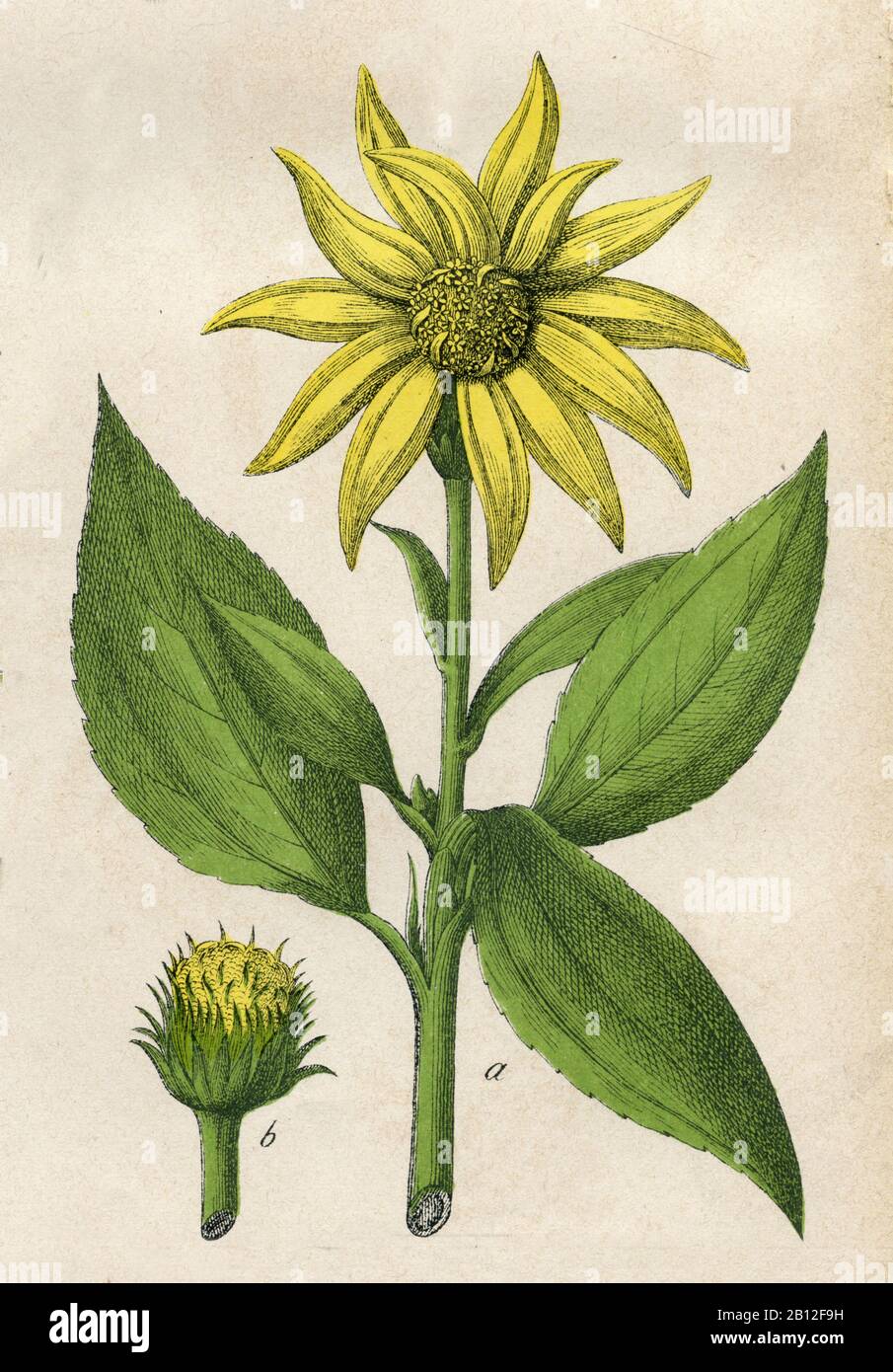 Artichaut de Jérusalem, Helianthus tuberosus, Topinambur, topinambour, (livre botanique, 1879) Banque D'Images