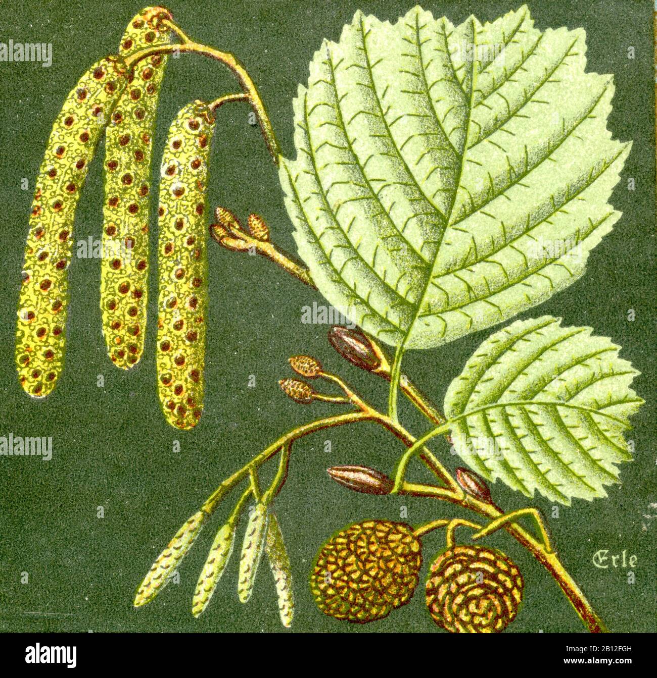 Alder, Alnus glutinosa, Schwarz-Erle, aulne, (livre botanique, CA. 1915) Banque D'Images