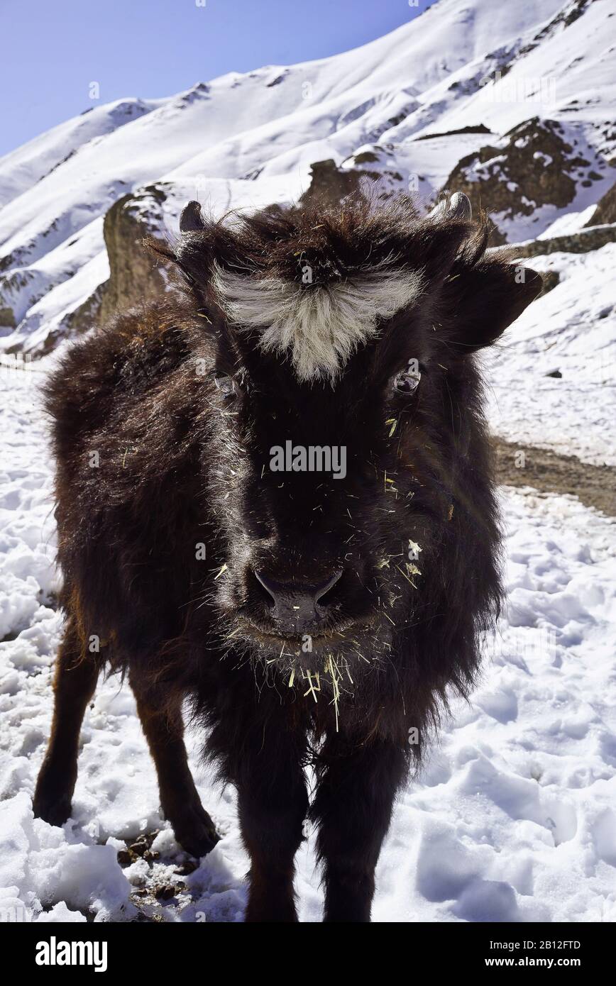 Veau de Yak domestique (Bos mutus gruniens), vallée de Rumbak. Parc national de Hemis. Ladakh, Inde. Himalaya Banque D'Images