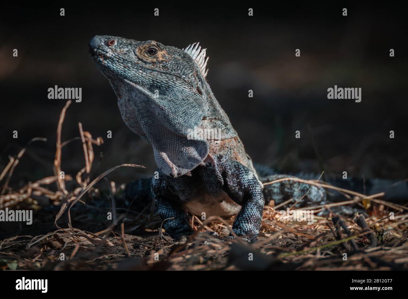 L'iguana verte tient son sol Banque D'Images