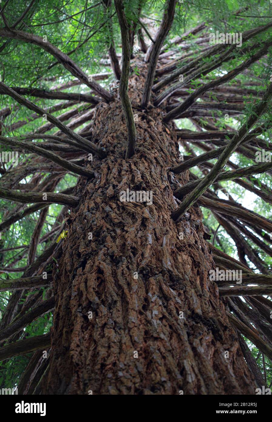 Séquoia de Californie (Sequoia sempervirens) planté en 1934 Banque D'Images