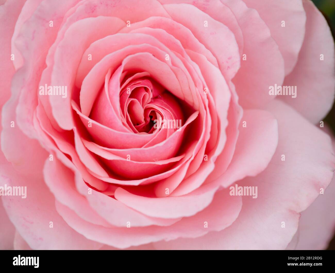 Rose pastel Banque D'Images