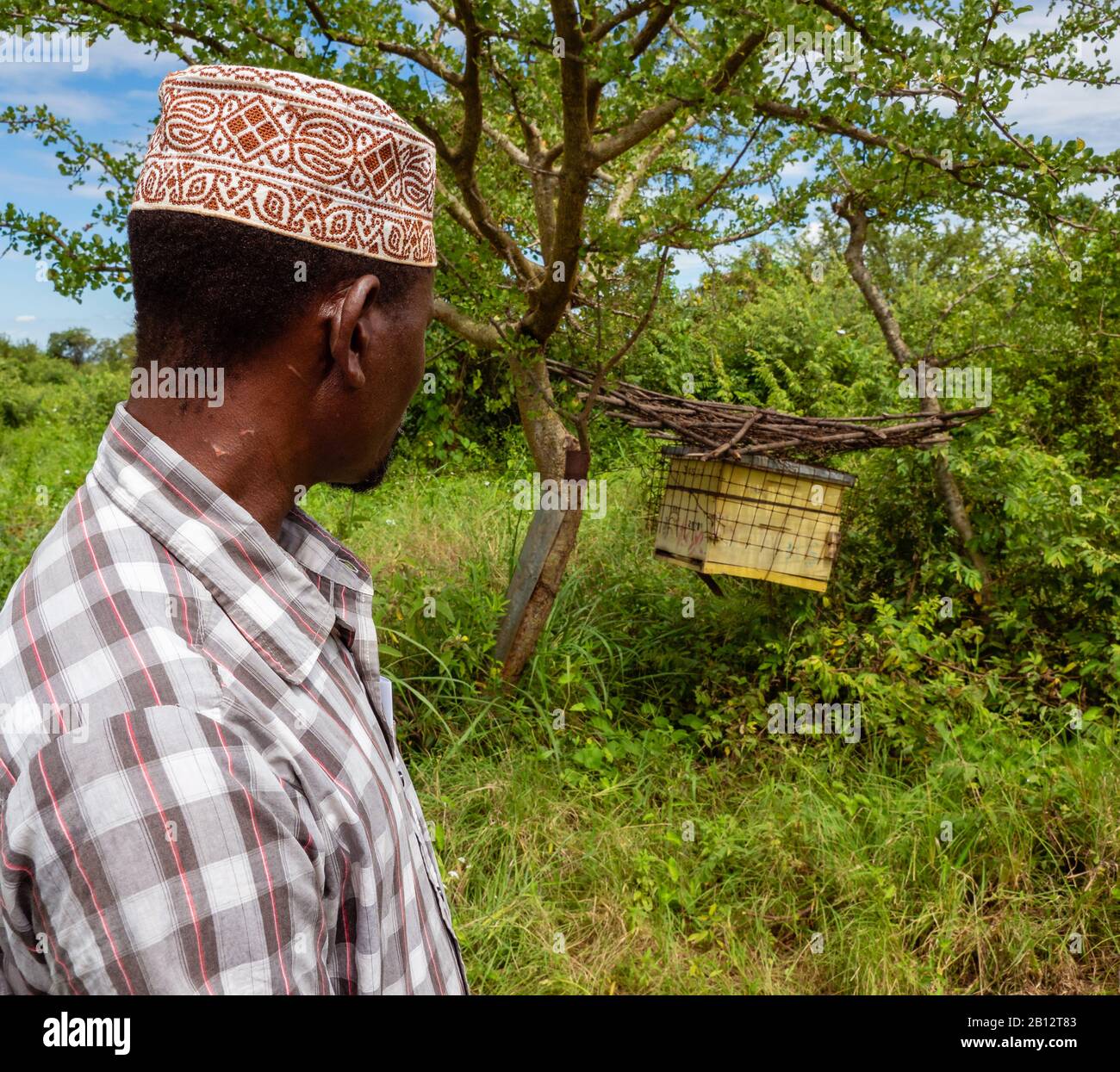 Un agriculteur inspecte sa ruche construit une clôture pour empêcher les éléphants de piller les cultures dans le sud du Kenya Voi près de Sagalla Banque D'Images