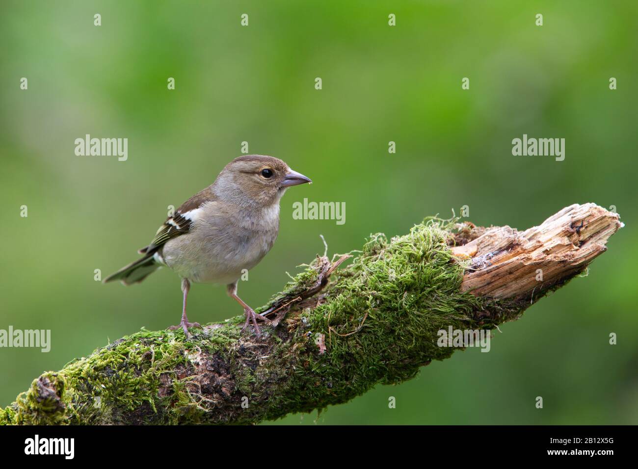 Chaffin femelle [ Célébes de Fringilla ] sur le log de la mousse Banque D'Images
