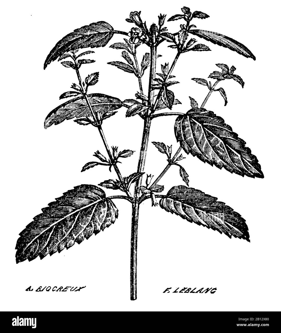 Baumes de citron, Melissa officinalis, Melisse, mélisse, A. Riocreux F. Leblanc (livre de santé, 1887) Banque D'Images