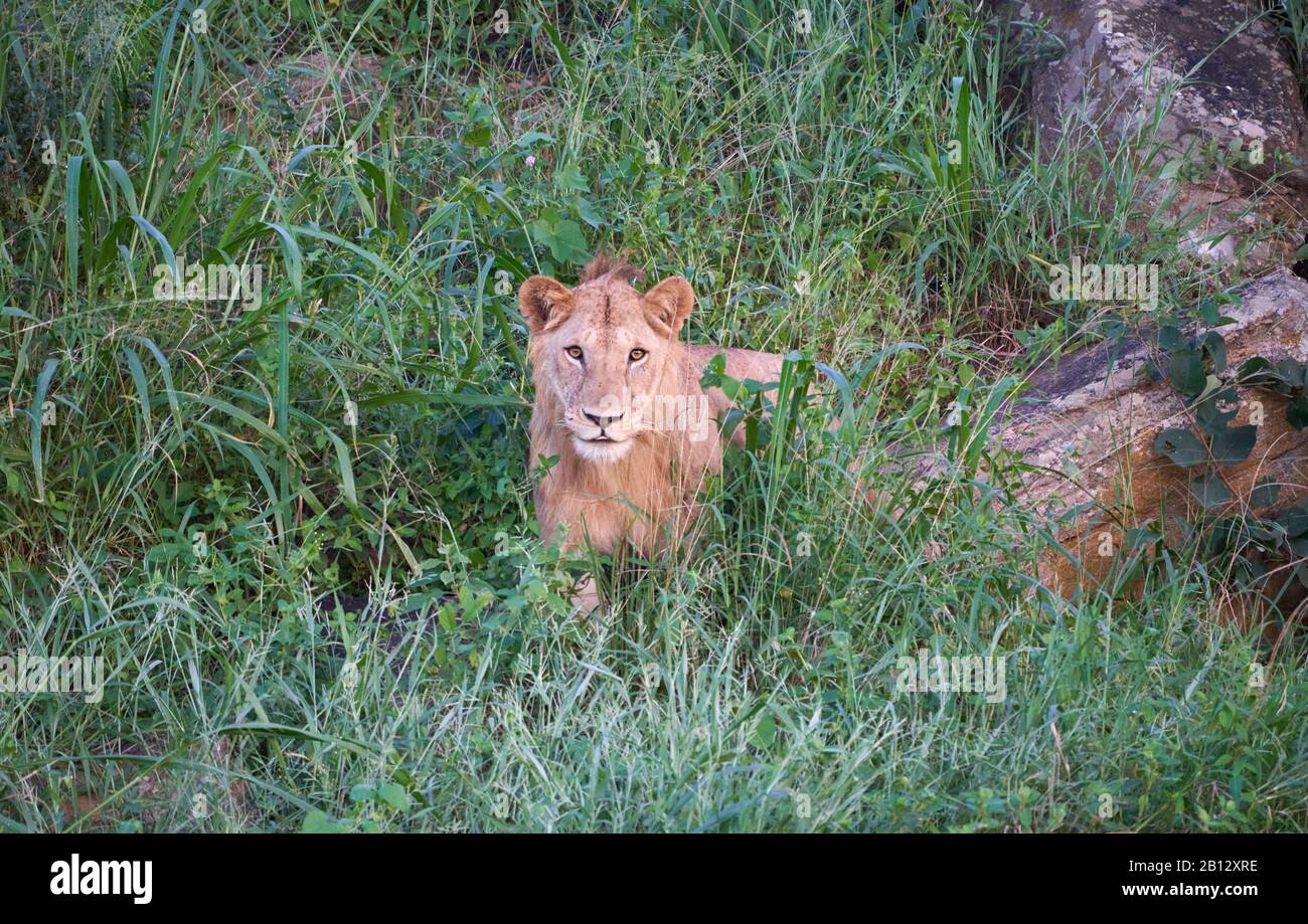Jeune lion masculin Panthera leo émergeant de sa sieste de jour sur une colline rocheuse au parc national Tsavo dans le sud du Kenya Banque D'Images