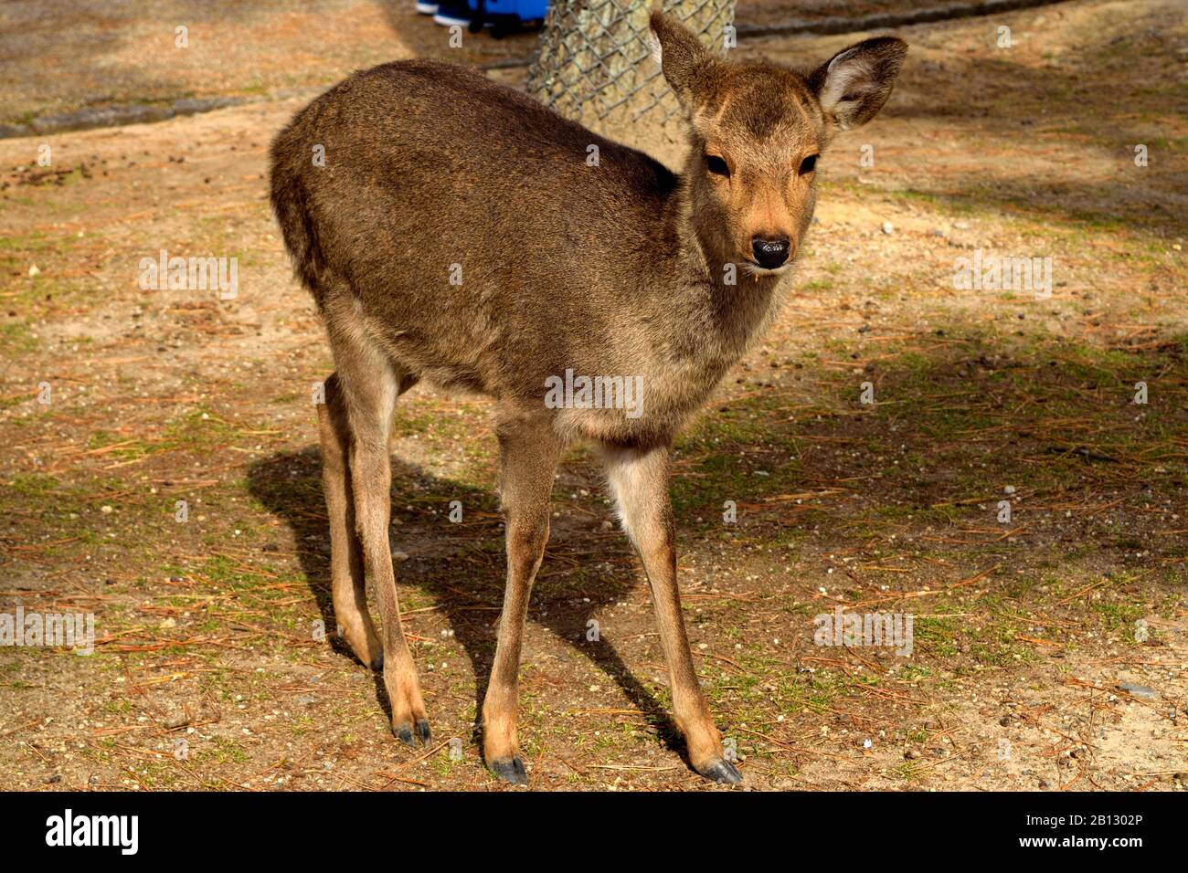 Gros plan d'un des cerfs saints de Nara, au Japon Banque D'Images