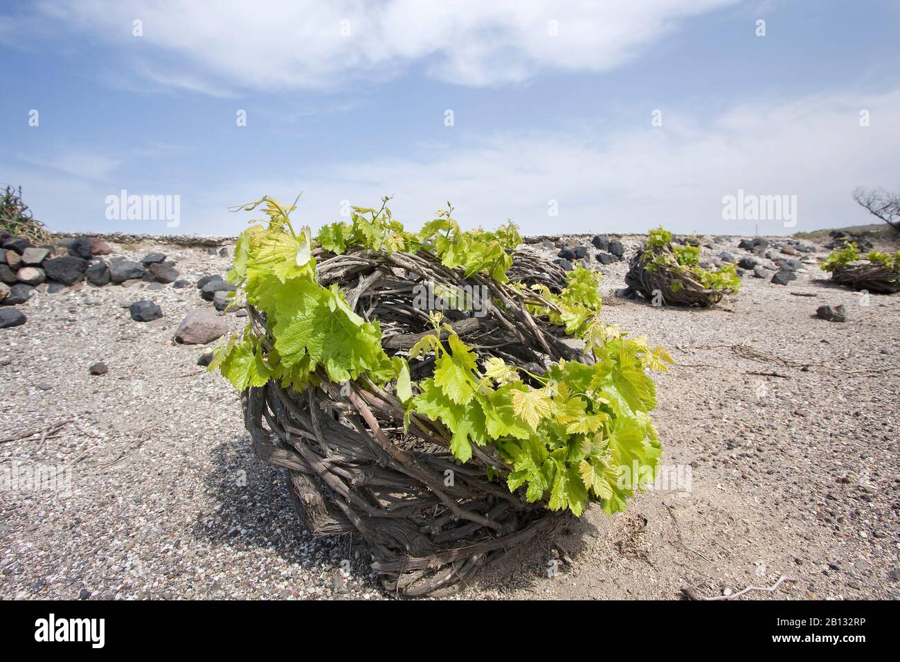 Vignobles de l'île de Santorin. Grèce. Banque D'Images