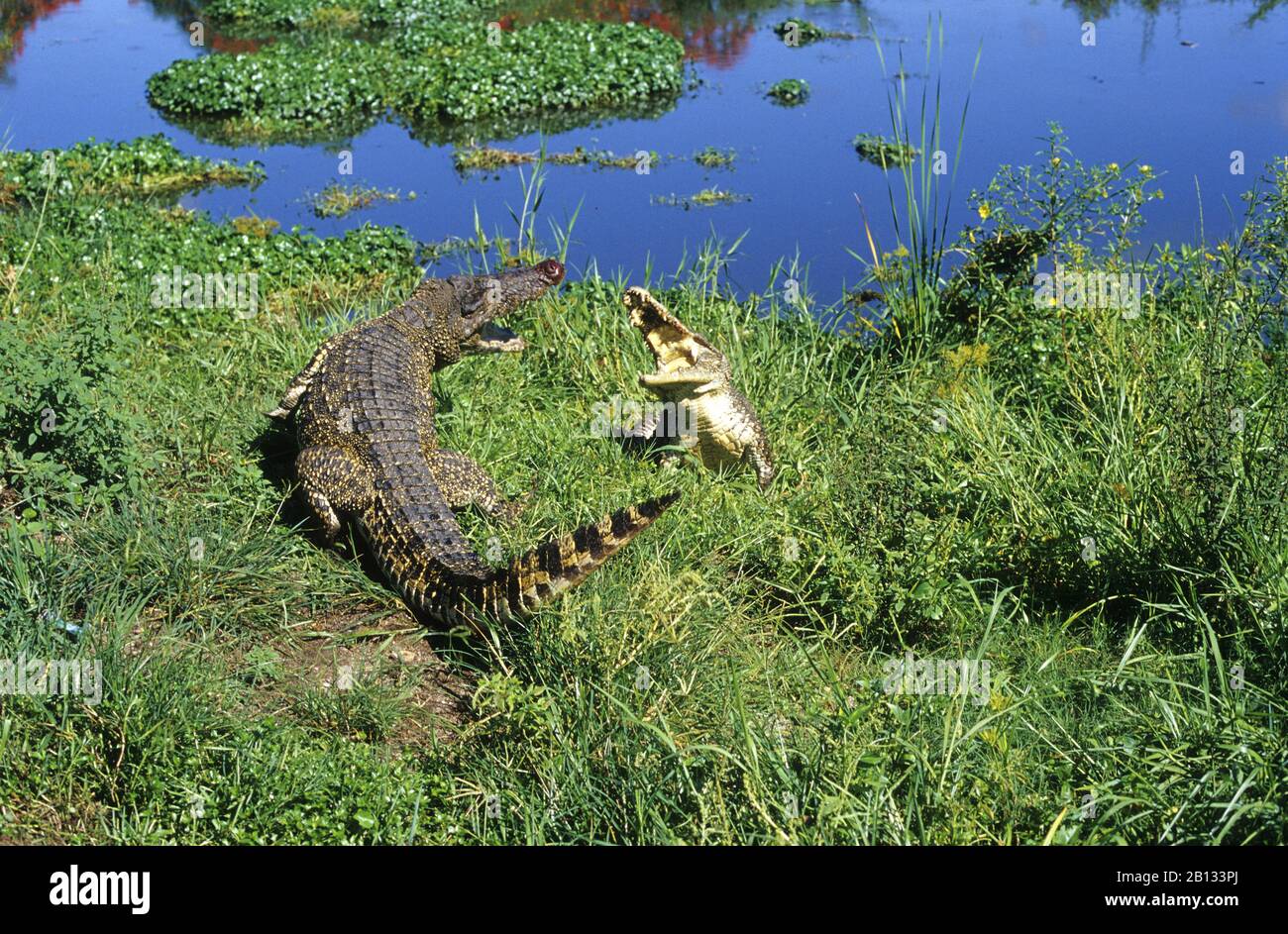 Combats de crocodiles cubains (Crocodylus rhombifer) dans le parc national de Cienaga de Zapata. Cuba. Banque D'Images