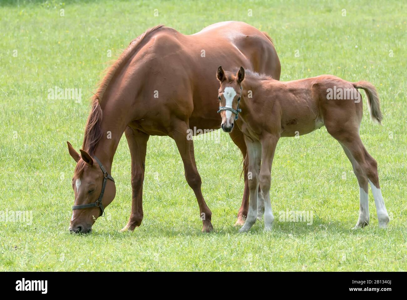 Mare avec mousse dans un pré Banque D'Images