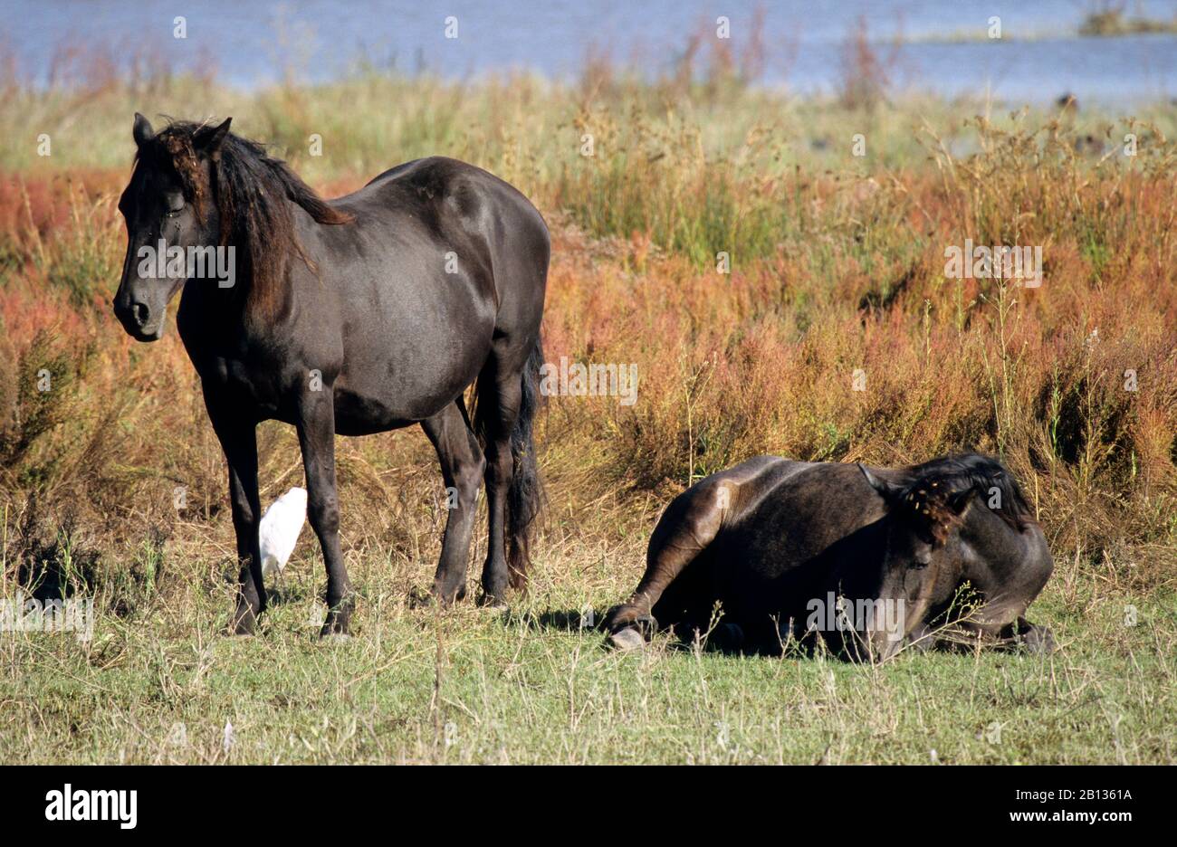 Parc naturel du delta de Llobregat. Barcelone, Catalogne. Espagne Banque D'Images