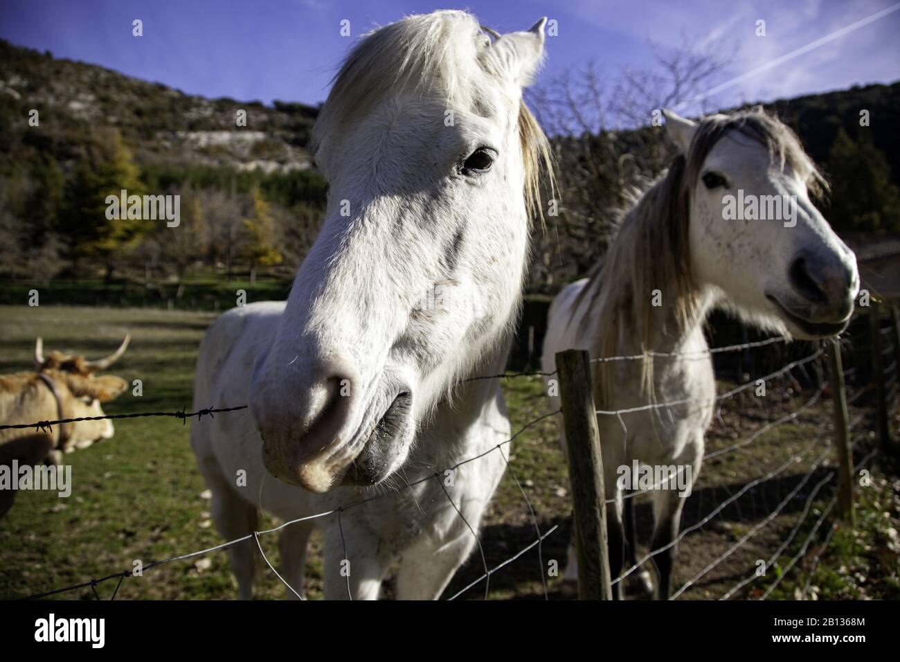Cheval dans la prairie agricole, herbivores et animaux sauvages Banque D'Images