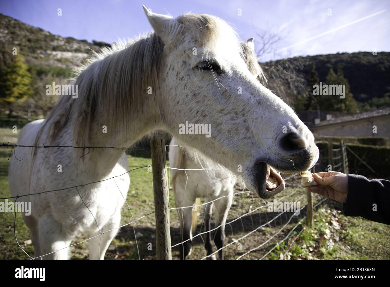 Cheval dans la prairie agricole, herbivores et animaux sauvages Banque D'Images