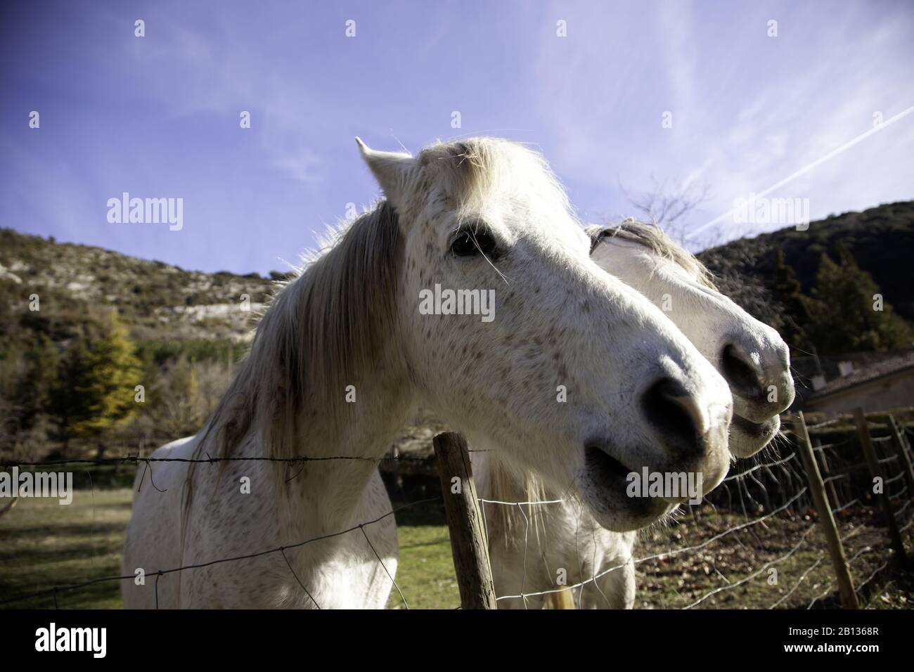 Cheval dans la prairie agricole, herbivores et animaux sauvages Banque D'Images