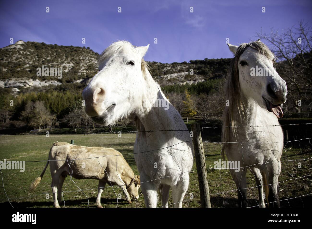 Cheval dans la prairie agricole, herbivores et animaux sauvages Banque D'Images