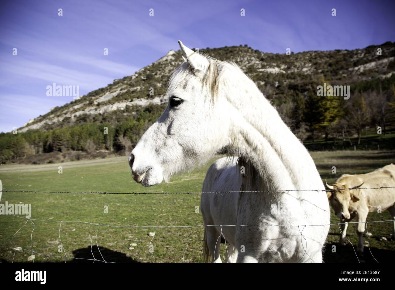 Cheval dans la prairie agricole, herbivores et animaux sauvages Banque D'Images