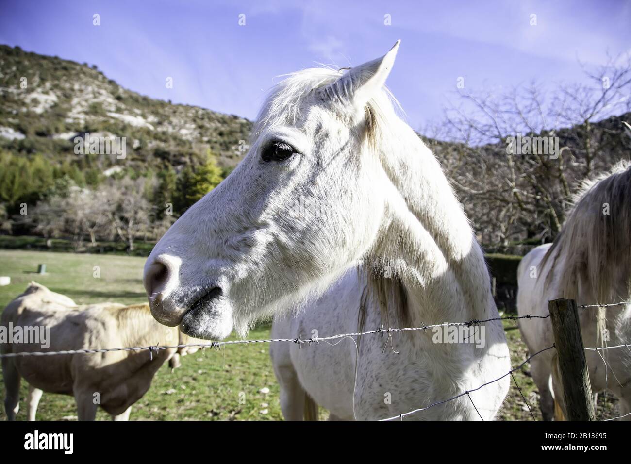 Cheval dans la prairie agricole, herbivores et animaux sauvages Banque D'Images