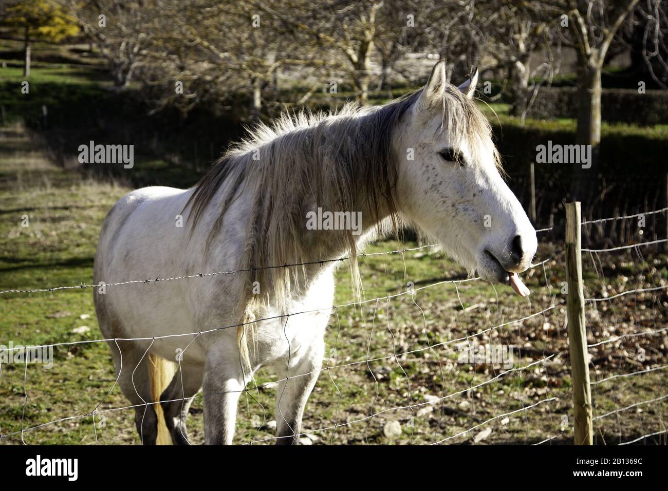 Cheval dans la prairie agricole, herbivores et animaux sauvages Banque D'Images