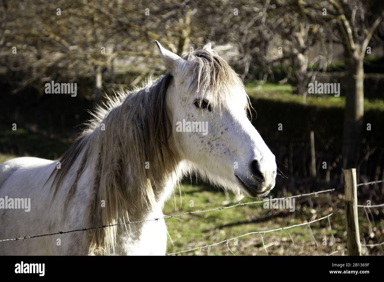 Cheval dans la prairie agricole, herbivores et animaux sauvages Banque D'Images