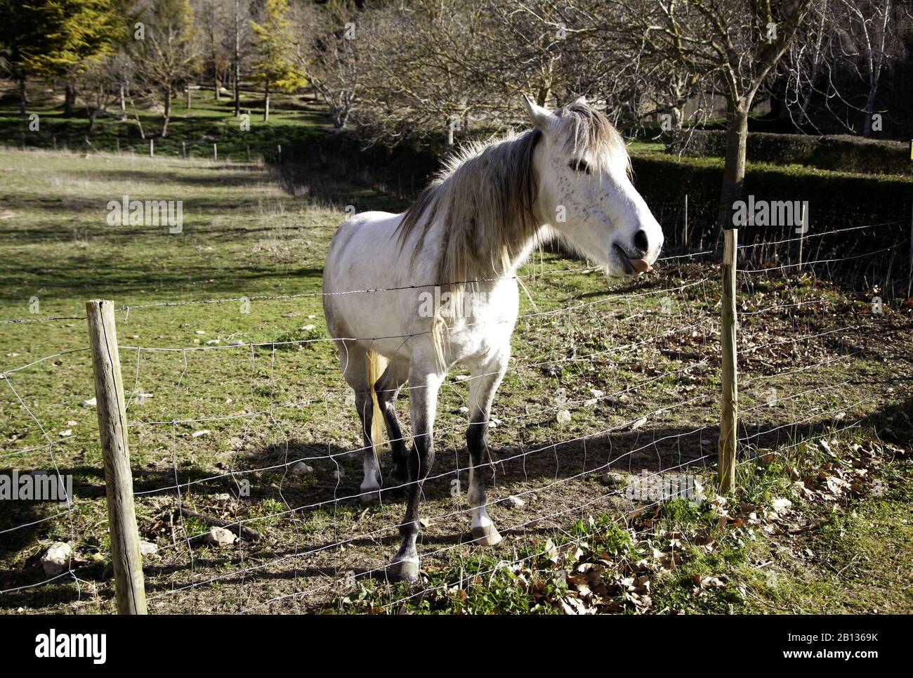 Cheval dans la prairie agricole, herbivores et animaux sauvages Banque D'Images