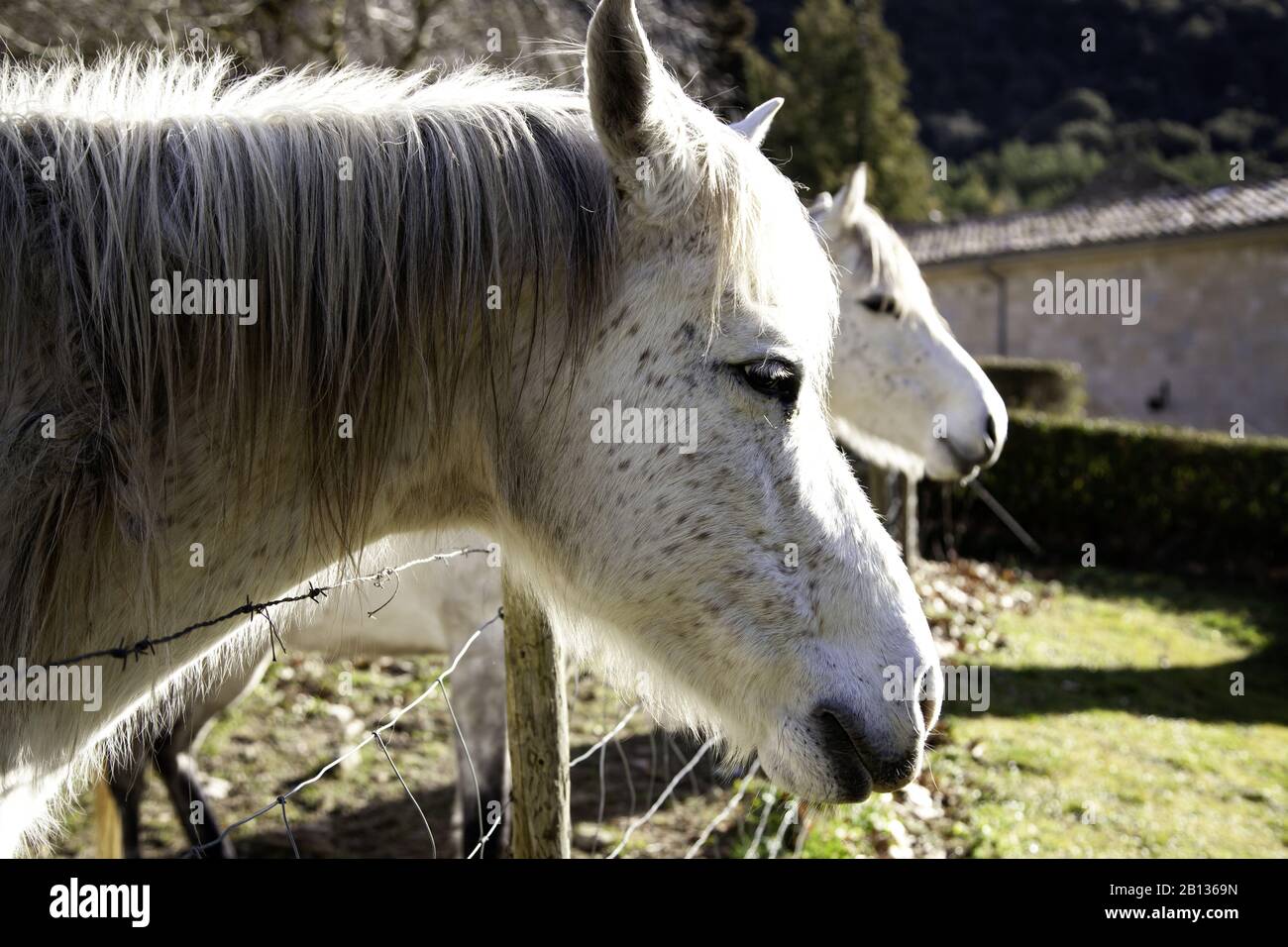 Cheval dans la prairie agricole, herbivores et animaux sauvages Banque D'Images