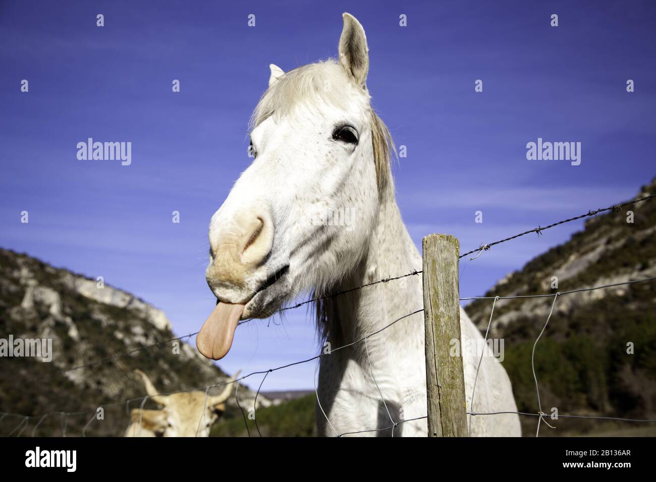 Cheval dans la prairie agricole, herbivores et animaux sauvages Banque D'Images