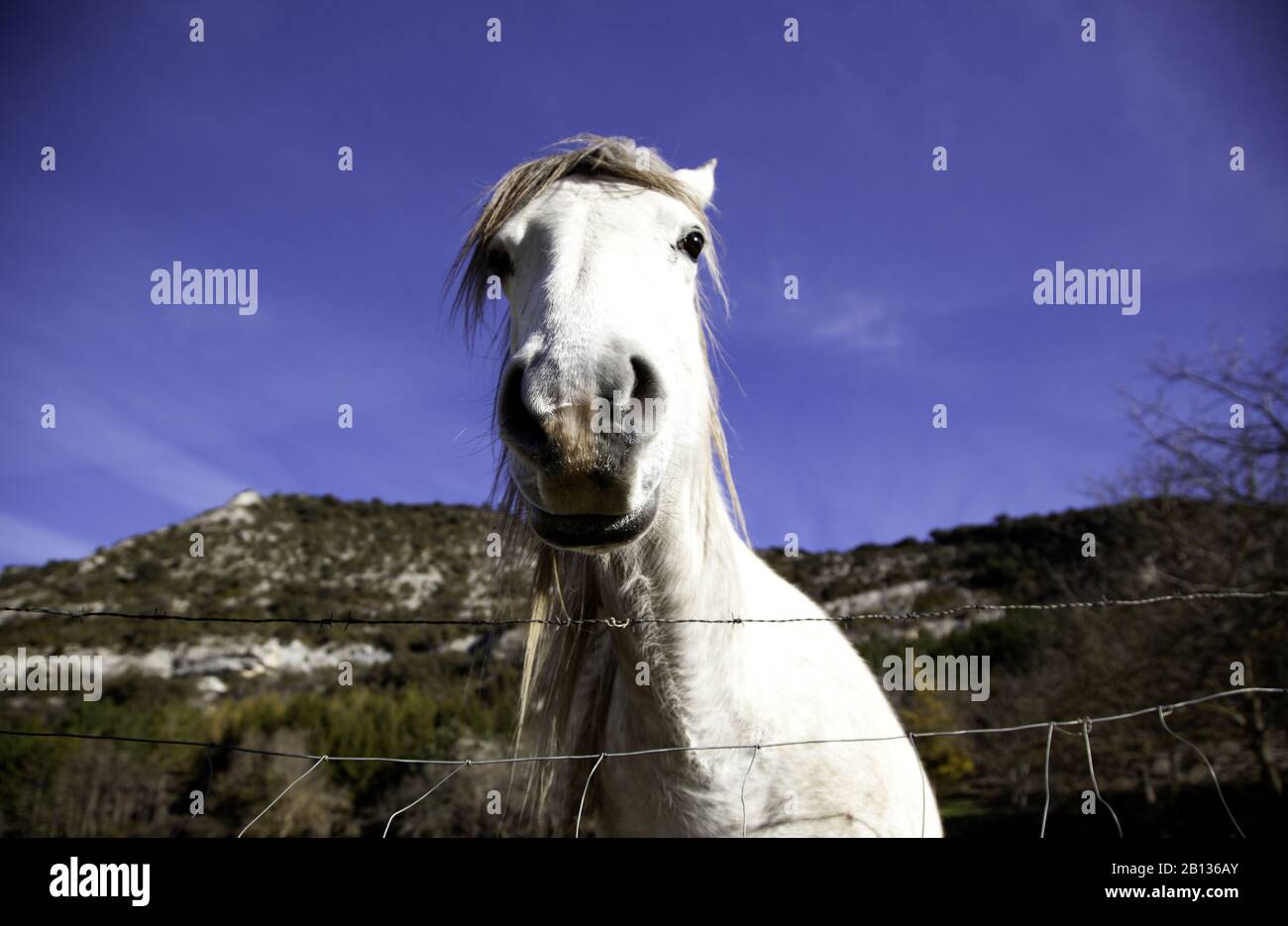 Cheval dans la prairie agricole, herbivores et animaux sauvages Banque D'Images