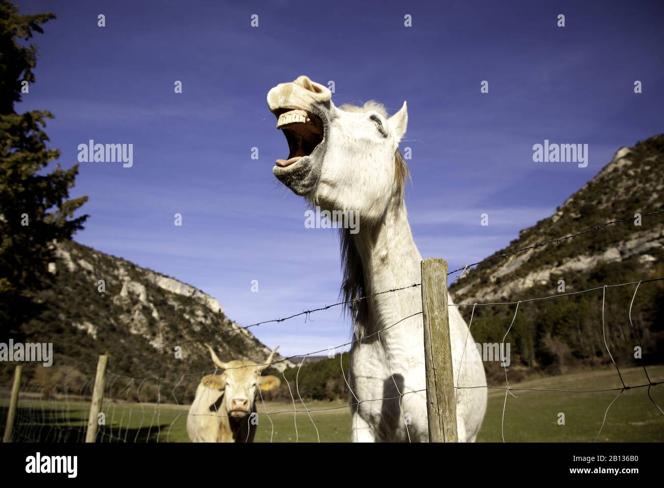 Cheval dans la prairie agricole, herbivores et animaux sauvages Banque D'Images