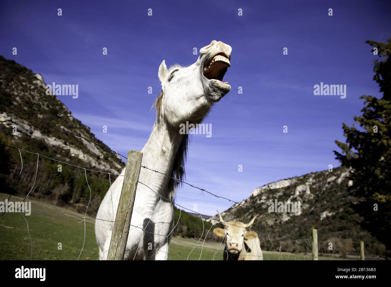 Cheval dans la prairie agricole, herbivores et animaux sauvages Banque D'Images