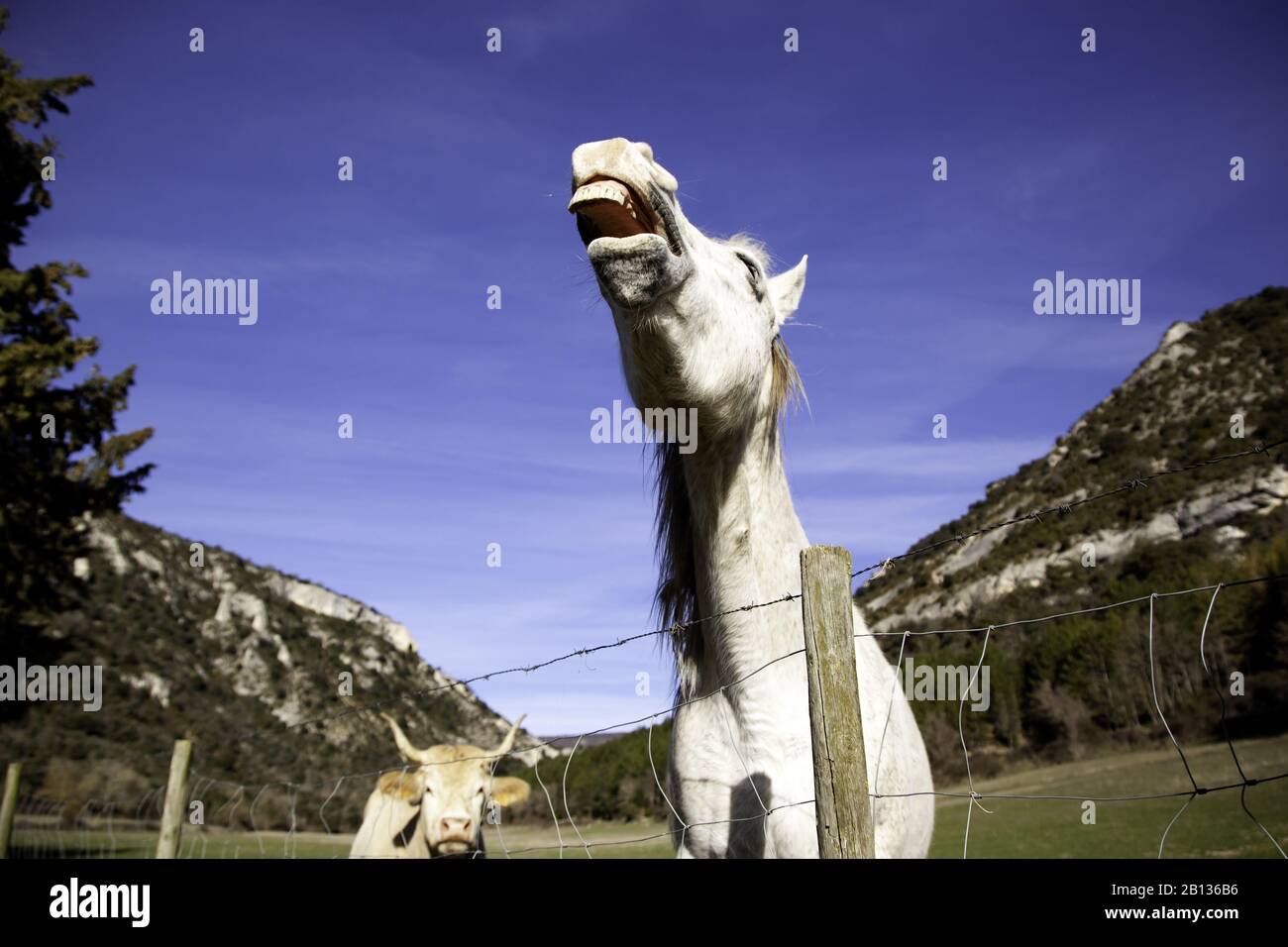 Cheval dans la prairie agricole, herbivores et animaux sauvages Banque D'Images