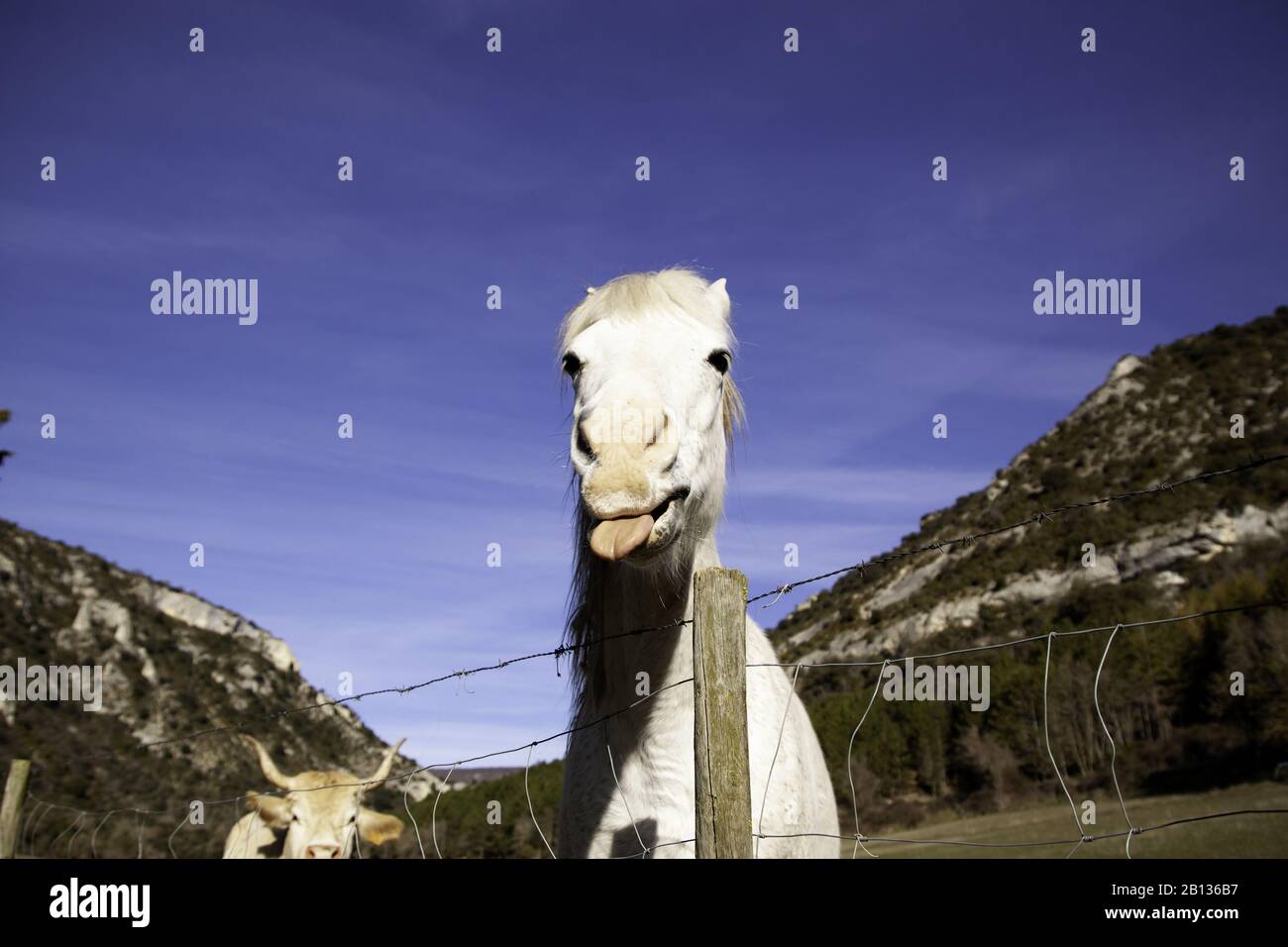 Cheval dans la prairie agricole, herbivores et animaux sauvages Banque D'Images
