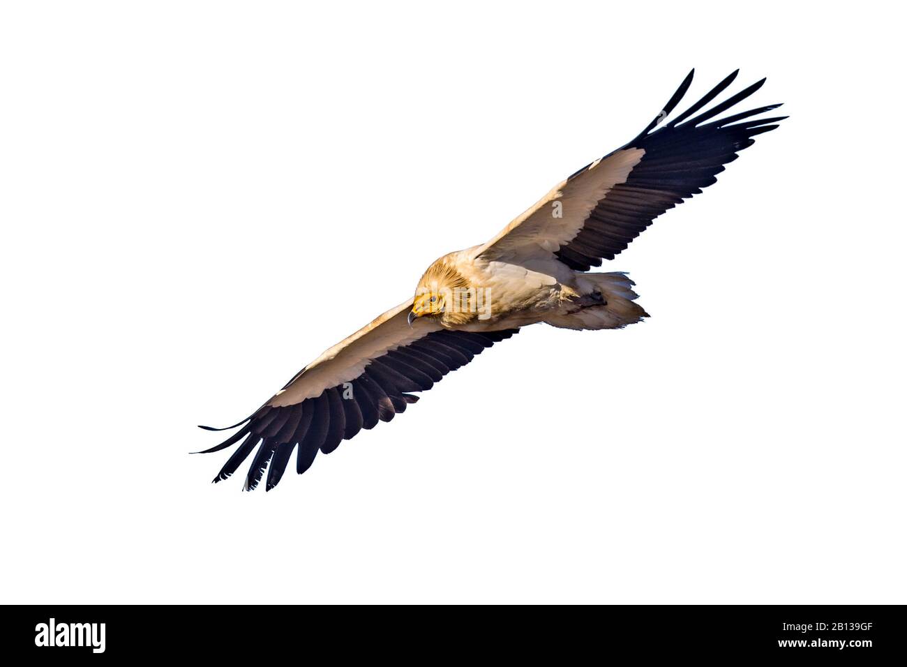 La vautour égyptienne (Neophron percnopterus) volante isolée sur fond blanc. Banque D'Images