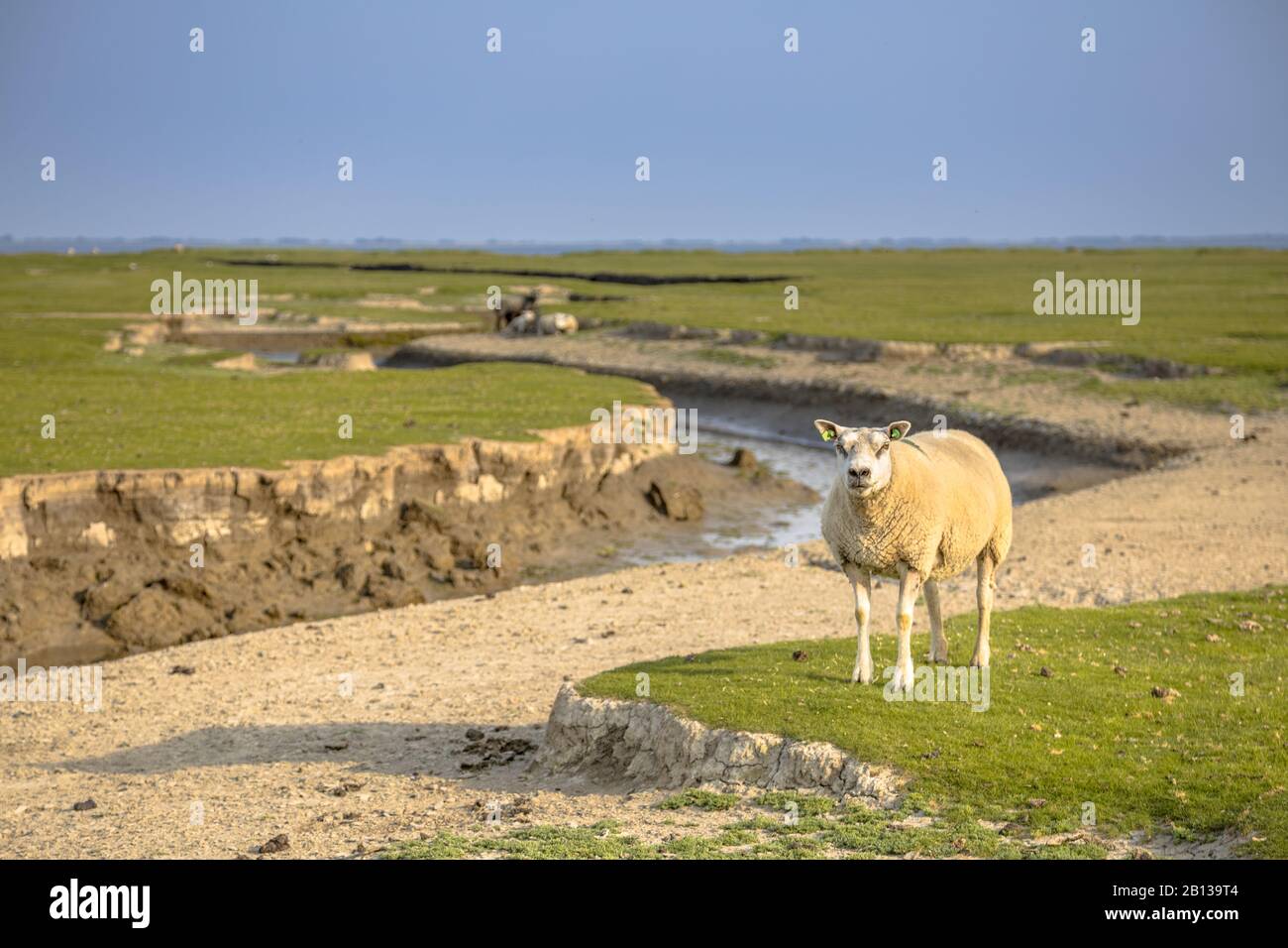 Marécages marécageux avec système de drainage naturel sur l'île des wadden d'Ameland, en Frise, aux Pays-Bas Banque D'Images